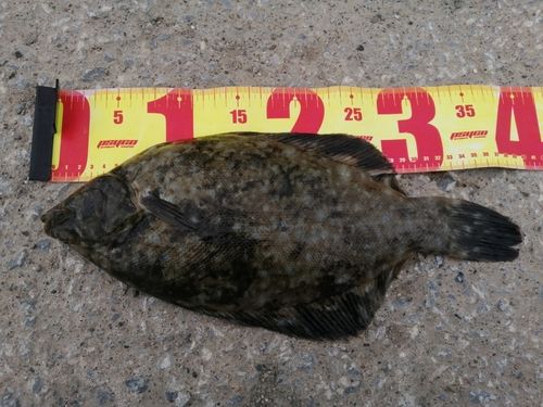 クロガシラガレイの釣果