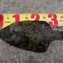 クロガシラガレイ