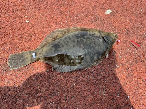 カレイの釣果
