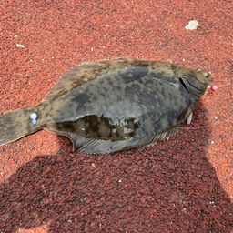 カレイ