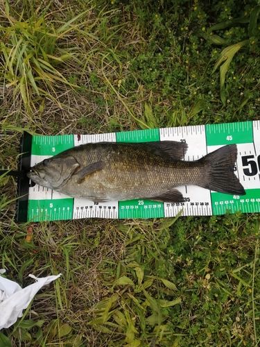 スモールマウスバスの釣果