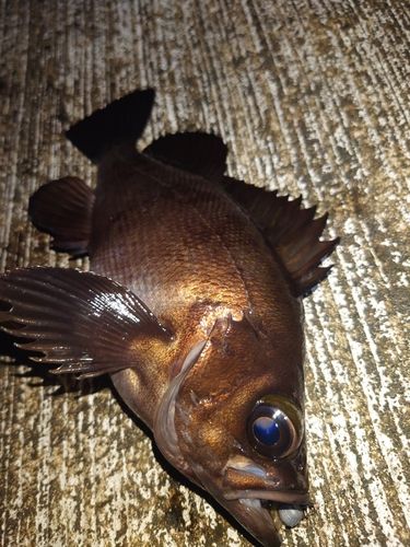 メバルの釣果