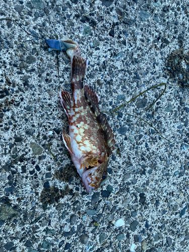 カサゴの釣果