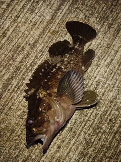 クロソイの釣果