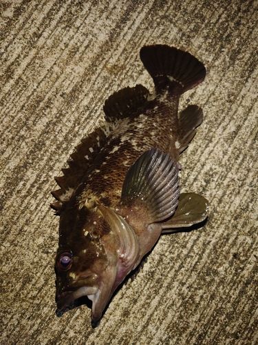 クロソイの釣果