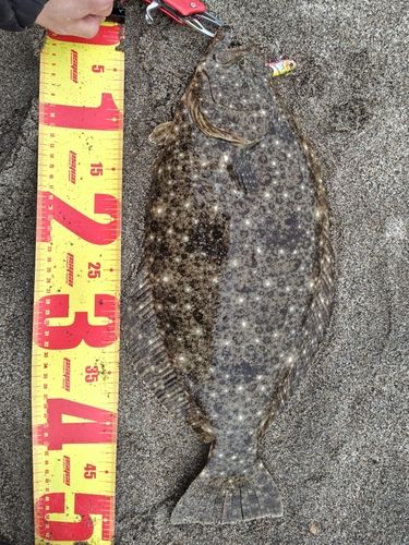 ヒラメの釣果