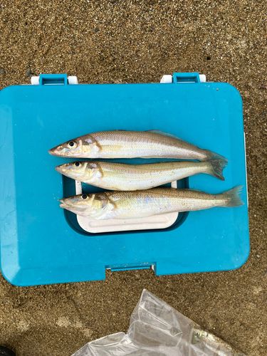 キスの釣果