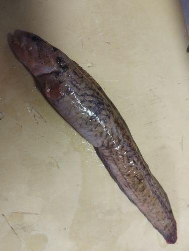 ギンポ