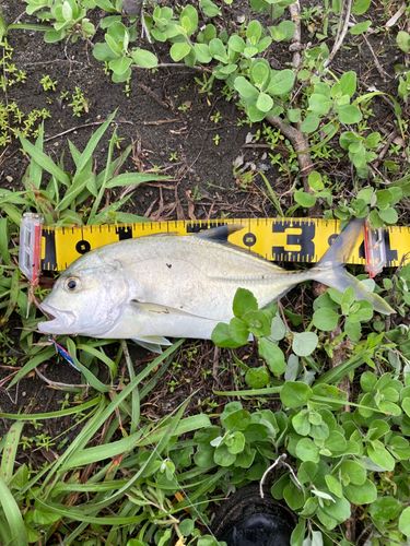 メッキの釣果
