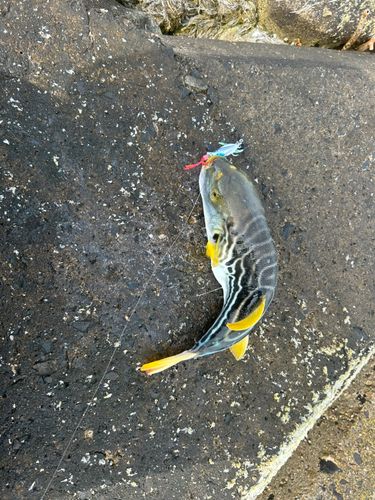 シマフグの釣果