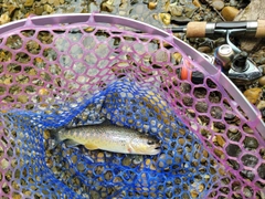 ブラウントラウトの釣果