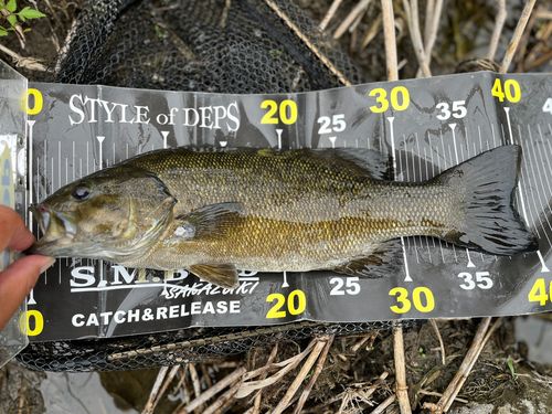 スモールマウスバスの釣果