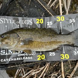 スモールマウスバス