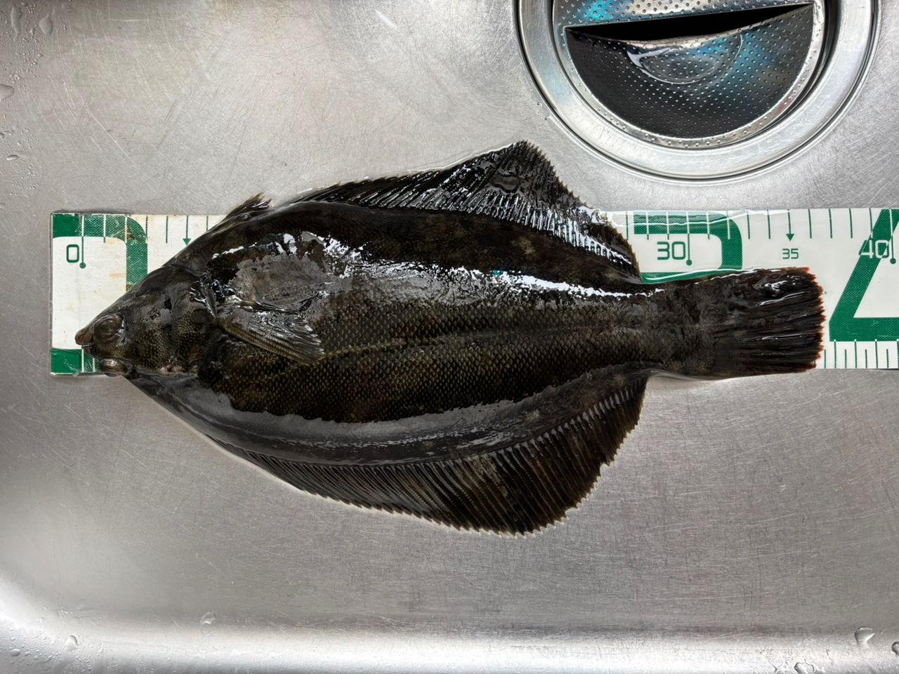 クロガシラガレイ