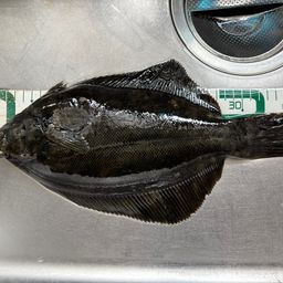 クロガシラガレイ