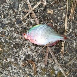 タイリクバラタナゴ