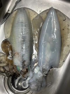 イカの釣果