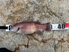 コブダイの釣果