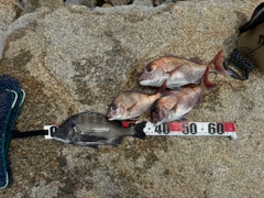 タイの釣果