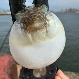 サバ