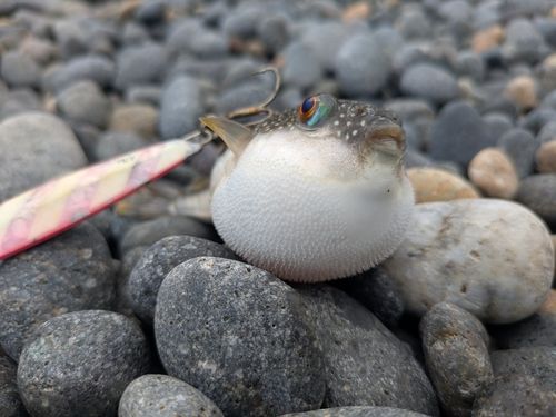 フグの釣果