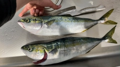 フクラギの釣果