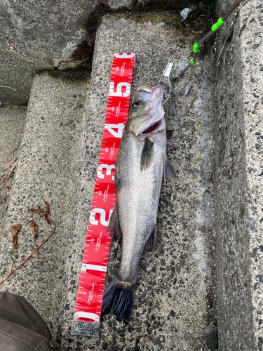 セイゴ（マルスズキ）