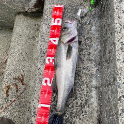 セイゴ（マルスズキ）