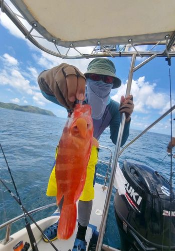アカハタの釣果