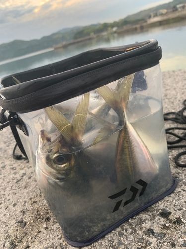釣果