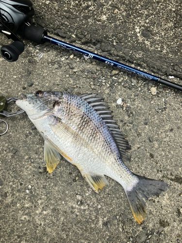 キビレの釣果