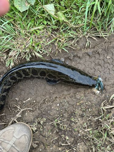 ライギョの釣果
