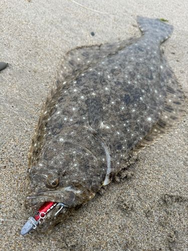 ヒラメの釣果