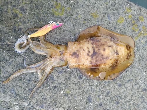 アオリイカの釣果