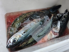 サバの釣果