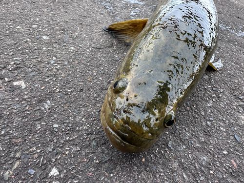 ライギョの釣果