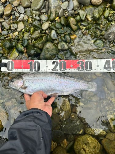 ニジマスの釣果