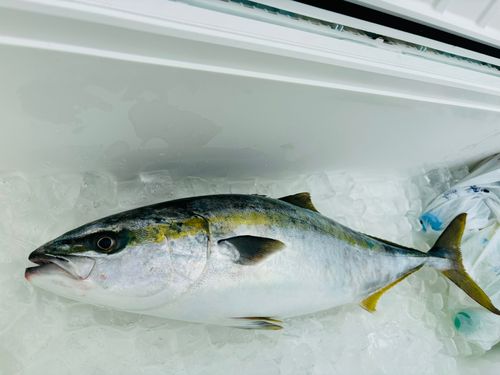 ワラサの釣果