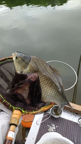 ヘラブナの釣果