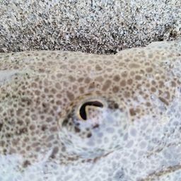 マゴチ