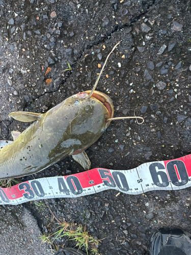 マナマズの釣果