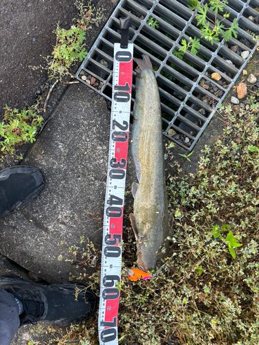 マナマズの釣果