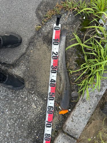 マナマズの釣果