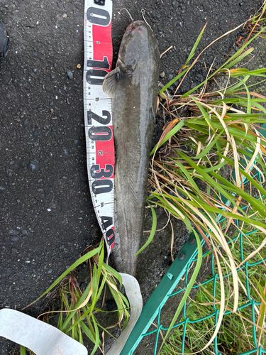 マナマズの釣果