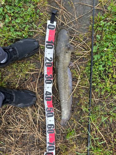 マナマズの釣果