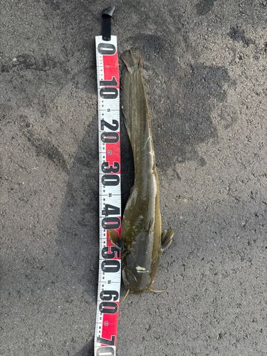 マナマズの釣果