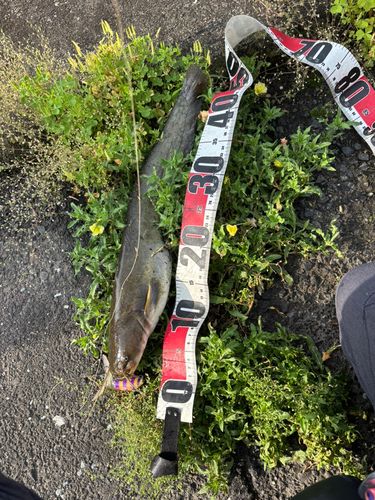 マナマズの釣果