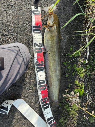 マナマズの釣果