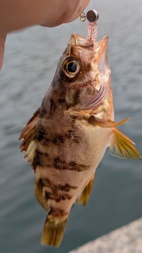 メバルの釣果