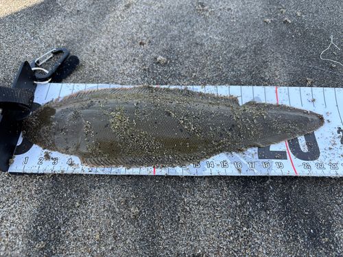 シタビラメの釣果